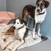 Verschmuste Hundebrüder