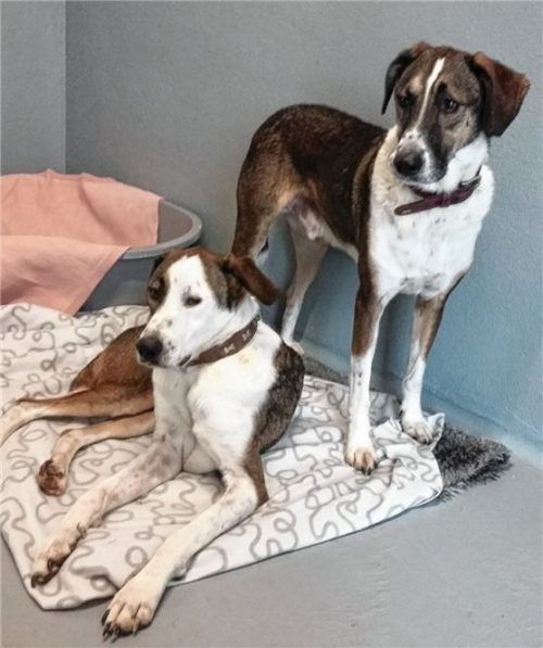 Die Mischlingshunde Snoopy (links) und Serious. Foto Re