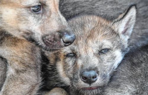 Diese Wolfswelpen sind in einem Wildpark in Mecklenburg-Vorpommern zu Hause. Eine Tierärztin hat nach eigenen Angaben einen Wolfswelpen in Siegsdorf gesehen. Foto dpa