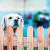 Immobilien Abc: Zaun