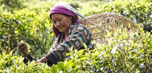 Eine Teepflückerin bei der Ernte von Grünem und Schwarzen Tee in Phidim, Nepal. Foto Estate