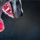 Tier-Attacke in Brannenburg: Greifvögel unter Verdacht