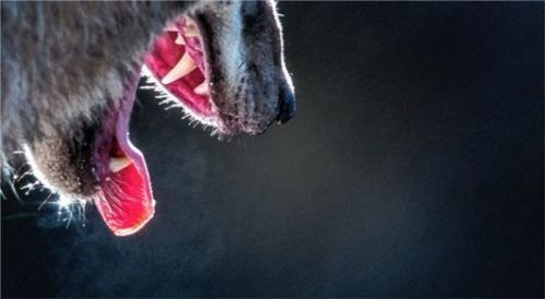 Hat ein Wolf bei Brannenburg zugebissen? Experten glauben eher nicht, dass das Raubtier dort für den Tod einer Hirschkuh verantwortlich ist. Foto dpa
