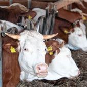 Tierhalter aus Traunstein lässt Kälber einfach verenden