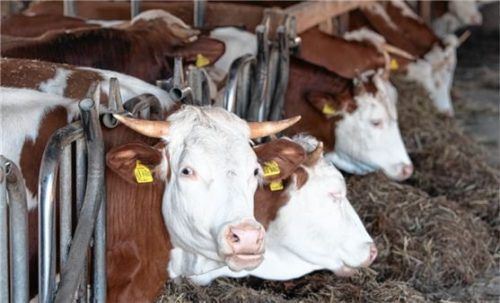 Kühe stehen in einem Stall. In Traunstein kümmerte sich ein Landwirt während der Umbauarbeiten auf seinem Hof kaum um seine Tiere, sodass viele verendeten. Foto dpa