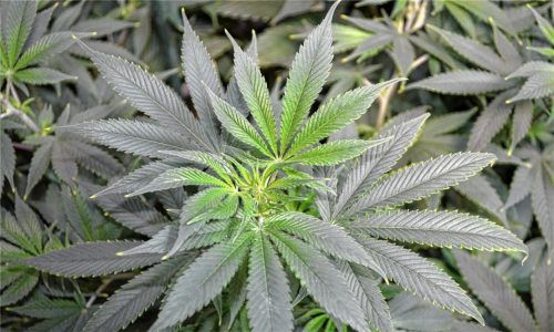 Marihuana-Pflanze: Mit einem Päckchen Hasch im Gepäck war ein Lagerist im Zug nach Kufstein unterwegs – und flog auf. Foto dpa