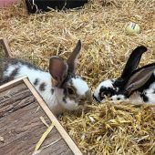 Minka und Jeki kuscheln gerne