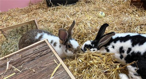 Minka und Jeki sind neugierig und freuen sich über Leckerlis. Foto re