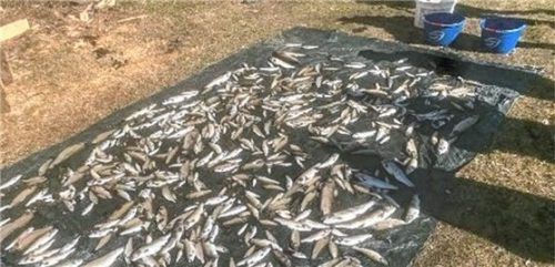 Tote Tiere: Bis zu 5000 Fische sollen durch Schadstoffe im Grießenbach verendet sein.Foto  re