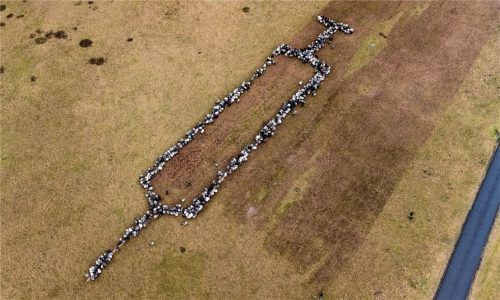 Ungefähr 700 Schafe und Ziegen stehen auf einer Grasfläche und bilden die Form einer rund 100 Meter großen Spritze. Das Ganze sei Werbung für die Impfung gegen das Virus und richte sich an die noch Unentschlossenen. „Schafe sind so sympathische Tiere, vielleicht können die die Botschaft so besser überbringen“, so der Organisator. Foto dpa