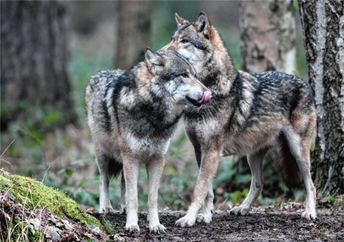 Zwei Wölfe in einem Wildpark-Freigehege. Karl Bär von den Grünen glaubt daran, dass die Raubtiere hier eine ständige Heimat finden können. Er schließt allerdings auch nicht aus, dass Wölfe, die Probleme machen, abgeschossen werden können. Foto dpa