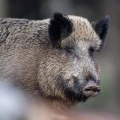 Weniger Wildschweine geschossen