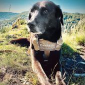 Die bayerische Hundetracht