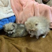 Förderpreis für  engagierte Lehrer Brandstiftung in  Asylunterkunft Drei Hundewelpen in Kleinbus entdeckt Ex-Freundin bedroht: Stalker in Haft Gerücht mit Folgen: Einigung vor Gericht