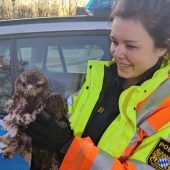 Mäusebussard von Autobahn gerettet „Wunderheilerinnen“ bestehlen Frau