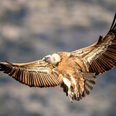 Geier stirbt an Bleivergiftung