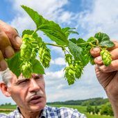 Der Hopfen im Klimastress