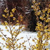 Zaubernuss trotzt Schnee und Frost