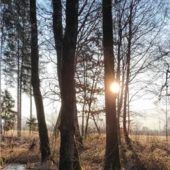 Morgenstimmung