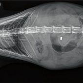 Luftgewehr-Angriff auf Kater Blondie
