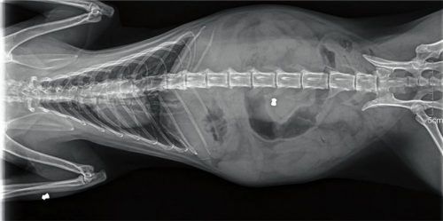 Das Röntgenbild von Kater Blondie: Im Bauchraum sowie am Vorderfuß ist deutlich jeweils ein Projektil eines Luftgewehrs zu erkennen.