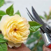 Vorsitzender dringend gesucht