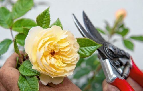 Der „Rosenschneidekurs“ ist nur eines der Angebote, die der Verein heuer plant. Er findet am Freitag, 25. März, ab 13 Uhr statt. Foto dpa