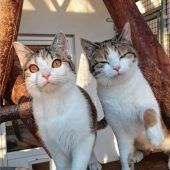 Sophie und Sally suchen ein neues Zuhause