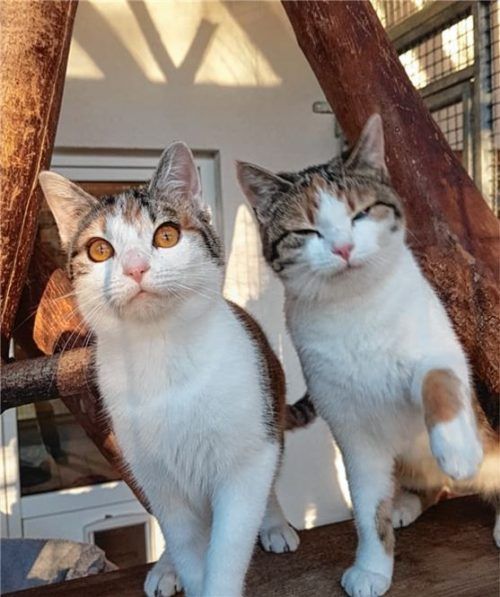 Die beiden Tiere Sophie (rechts) und Sally sehen sich zum Verwechseln ähnlich.Foto RE