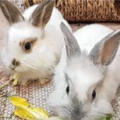 Findelkinder Momo und Murmel
