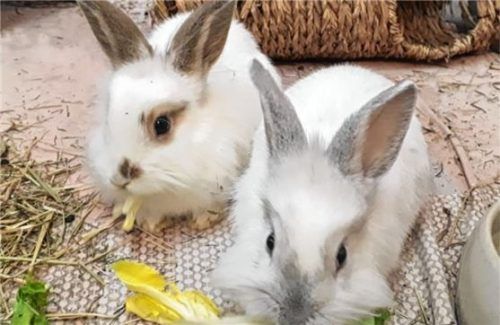 Die Geschwister Murmel (links) und Momo suchen ein neues Zuhause. Foto Re