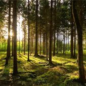 Voraussichtlich weniger Borkenkäfer