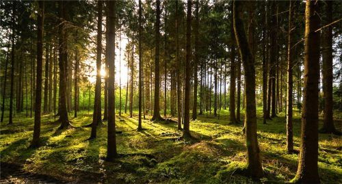 Ein Viertel der Fläche der Landkreise Mühldorf und Altötting besteht aus Wald. Foto  Bauer