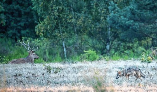 Ein Wolf streift durch die Gegend. Im Hintergrund ruht ein Rothirsch. Foto dpa