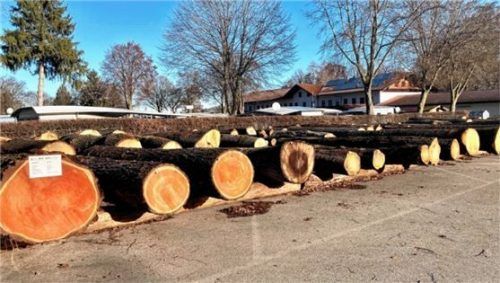 Eine Auswahl der Bäume, die in Waging zur Versteigerung angeboten wurden. Foto re