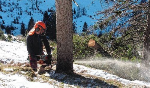 Fichten werden gefällt, damit die Spatenauer Alm wieder eine Lichtweide mit Magerrasen wird und bedrohten Tieren Lebensraum bieten kann. Foto re