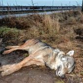 Der Problemwolf lebt nicht mehr
