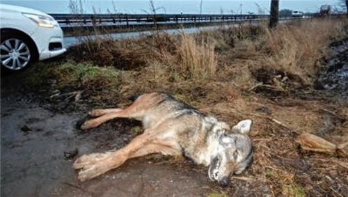 Der Chiemgauer „Problemwolf“ wurde in Tschechien überfahren. Foto Vladislav Holec/AOPK