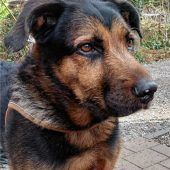 Alter Herr sucht neues Zuhause