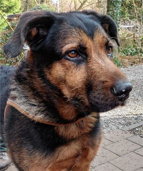 Rambo ist zwölf Jahre alt und geht gerne spazieren. Foto Re