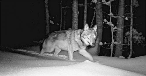 Über den ökologischen Nutzen des Wolfes streiten sich seine Befürworter und Gegner. Foto dpa