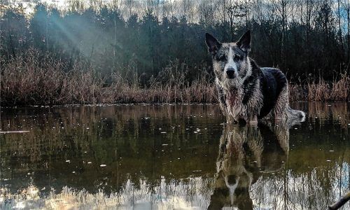 Wildernde Hunde dürfen im Notfall erschossen werden. Wer dann wie Mischling Ivy in der Dämmerung auch noch eine gewisse Ähnlichkeit mit einem Wolf hat, lebt abseits der Leine doppelt gefährlich. Foto dpa