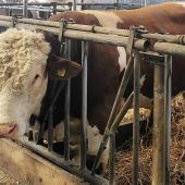 Stier greift Bauern an: 53-Jähriger stirbt