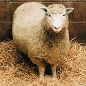 Vor 25 Jahren: Alles begann mit Klonschaf Dolly