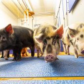 Spenderherzen aus dem Schweinestall