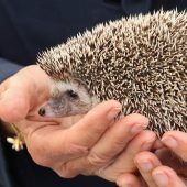 Igel erwachen aus dem Winterschlaf