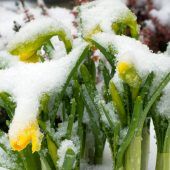 Wetter als Krankheitsfaktor