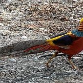 Am Simssee gibt‘s bunteste Vögel