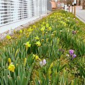 Frühlingsboten zwischen Betonflächen