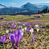 Blütenmeer am Heuberg sorgt für Frühlingsgefühle